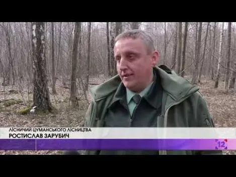 Волинський березовий сік п'ють навіть за кордоном (фото, відео)