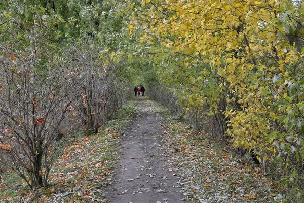 Луцький фотограф показав фантастичну «золоту» осінь (фото)