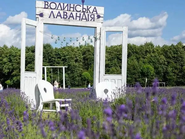 На Волині лавандове поле відновлюють після зими: чи відбудеться популярний фестиваль
