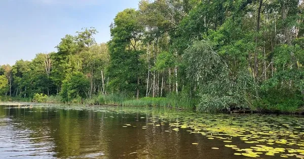 За 150 км від Луцька причаїлось незаймане озеро Шині з прозорою водою та всілякою рибою (фото)