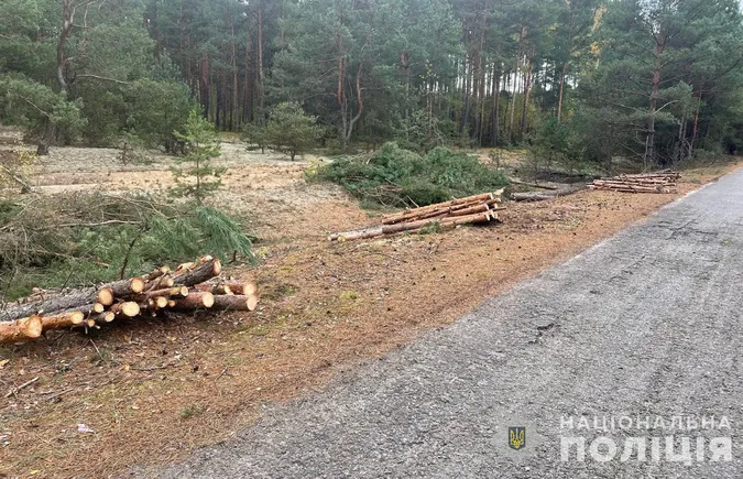 На Волині чоловік та двоє юнаків самовільно зрізали 175 дерев вздовж дороги (фото)