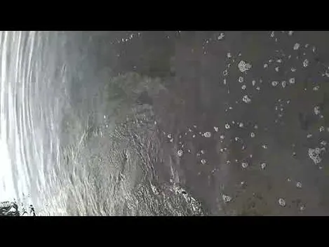 Короп, карась, білий амур: у Ковельське водосховище вселили понад тонну риби (фото, відео)