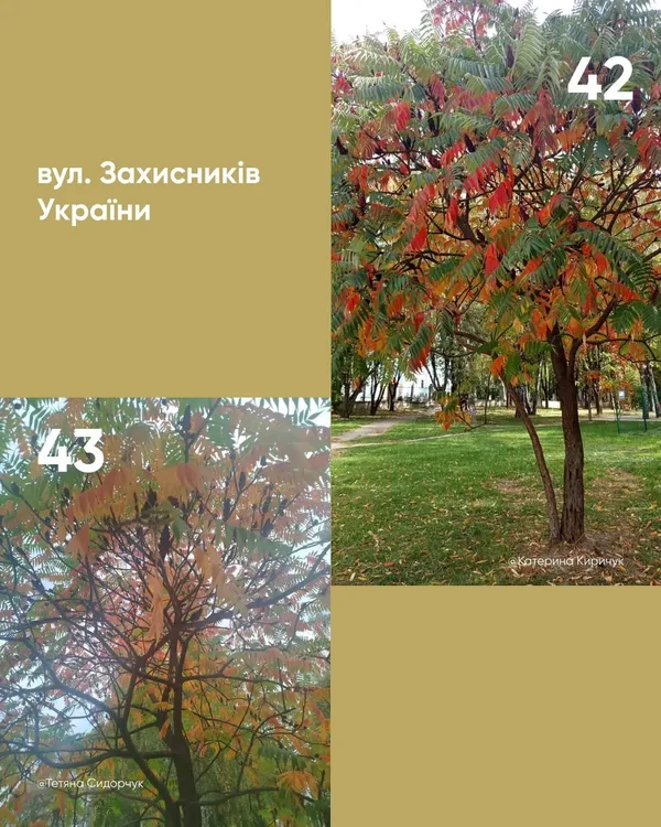 У Луцьку обирають найкрасивіше дерево міста (фото)