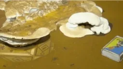 Волиняни проти переносу амбулаторії, що вражена грибком (відео)