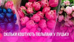 Квітковий бум: скільки коштують тюльпани в Луцьку