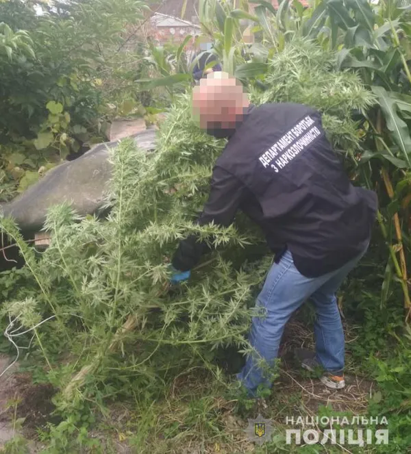 У Ківерцівському районі чоловік сушив у гаражі пів кілограма конопель (фото)