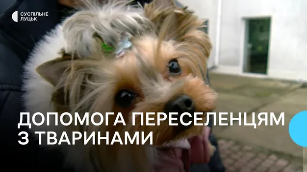 Шукають житло та дають корм: у Луцьку працює центр допомоги переселенцям з тваринами (відео)