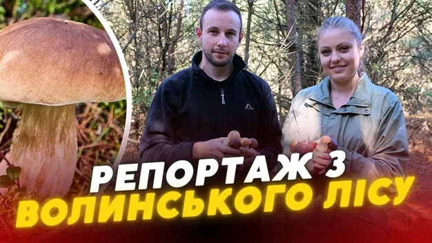 І білі, і маслюки: де на Волині є гриби і як їх правильно збирати (фото, відео)