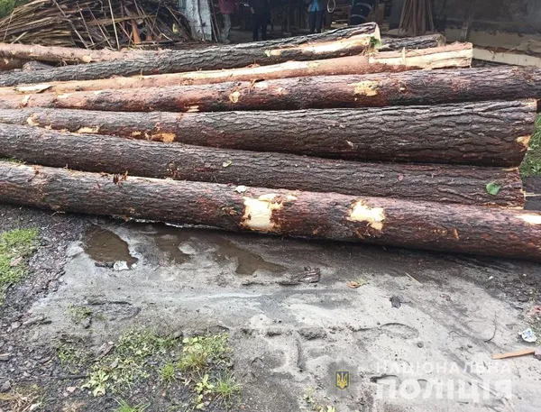 На Волині у приватного підприємця знайшли 14 колод сосни без документів (фото)