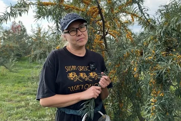 Оксана каже, що, коли рве обліпиху, то релаксує