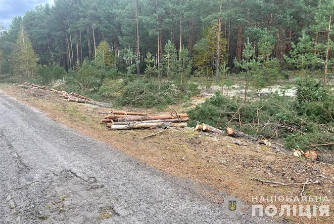 На Волині чоловік та двоє юнаків самовільно зрізали 175 дерев вздовж дороги (фото)