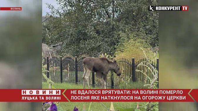 На Волині померло лосеня, яке напоролося на огорожу (відео)