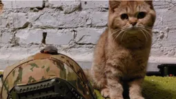 Головне у Луцьку: ТОП новин понеділка, 11 липня