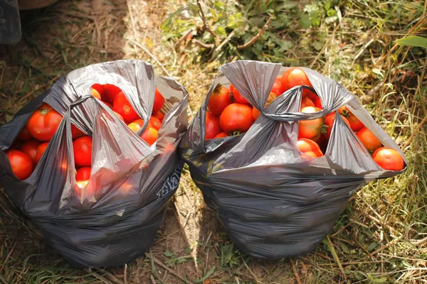 Під Луцьком просто з поля продають помідори: як і за скільки їх купити (фото)