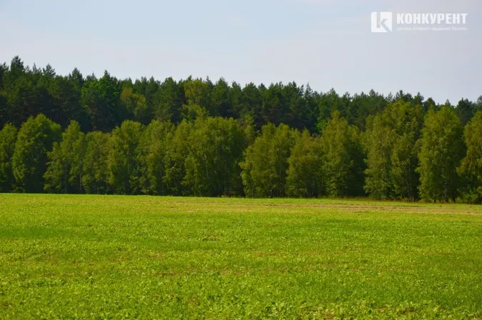 Чому шумлять про волинський ліс