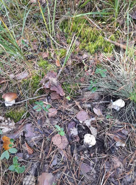 Біля Луцька збирають білі гриби: здали локацію (фото)