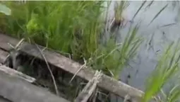 «Місце – офігенне»: на Світязі занепала популярна турбаза (відео)