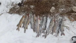 У волинянина в човні знайшли 12 щук. А знарядь лову нема (фото)