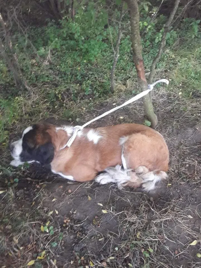 У лісі біля Лаврова собаку прив’язали до дерева (фото)