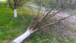 Повалені дерева і зірвані дахи: у Луцькій громаді ліквідовують наслідки буревію (фото)