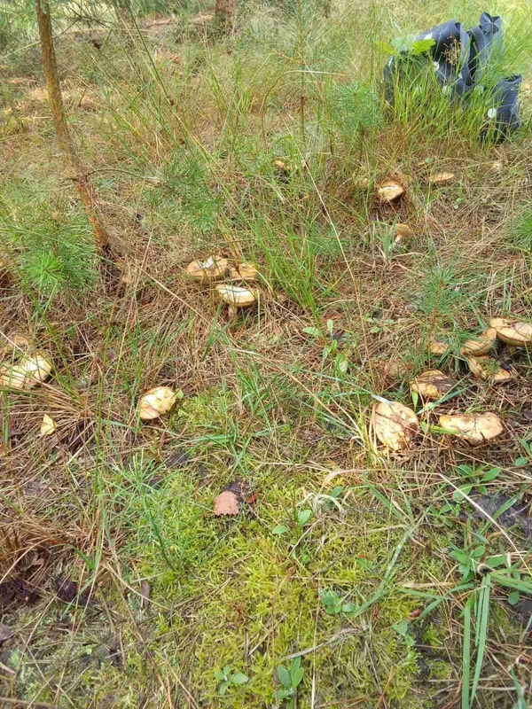 Один на одному: на Волині «здали» грибне місце, де ростуть маслюки (фото)
