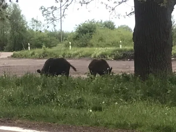 У Луцькому районі біля зупинки паслися дикі кабанчики (фото, відео)