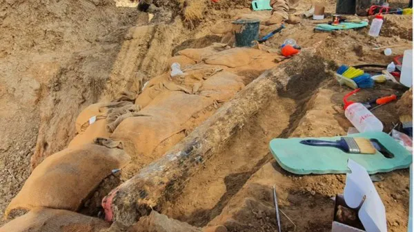 Археологи знайшли гігантський бивень слона, який помер 500 тисяч років тому