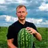 «Помідори файні, кавуни – суперові»: як подружжя з Волині вирощує 30 сотих баштанних (фото, відео)