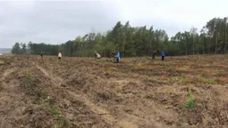 На Волині висадили понад гектар дубів (фото)
