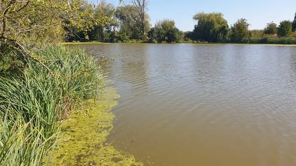 Лучани б'ють на сполох: на ставках на Кічкарівці – масовий мор риби (фото)