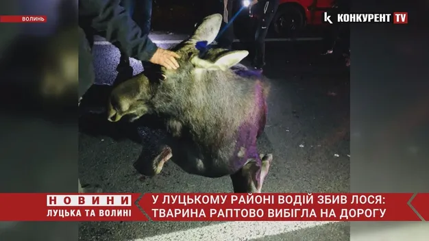 Зламані кінцівки, пошкоджений хребет: повідомили про стан лося, якого збило авто у Луцькому районі (фото, відео)