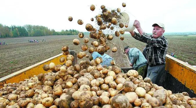 В Україні дорожчає картопля