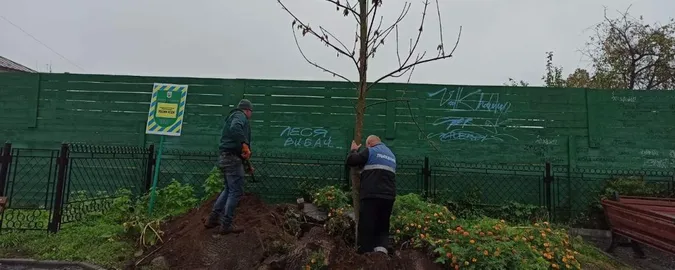 На місці Лесиного ясена посадили нове дерево (фото)