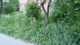 Муніципали перевірили,  як косять траву у Луцьку (фото)
