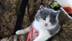 «Як я міг її там лишити?»: волинський прикордонник врятував кішку із зони бойових дій (фото)
