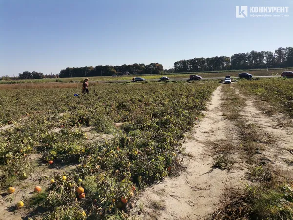 Родитимуть до заморозків: як біля Луцька збирають дешеві помідори (фото)