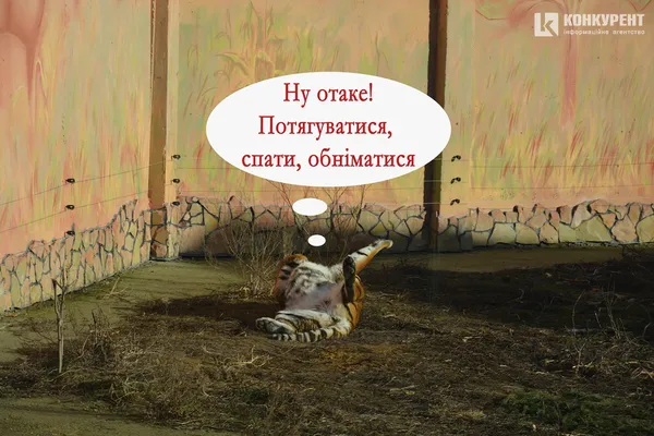 Одна хвилина в житті луцьких тигрів (КОМІКС)