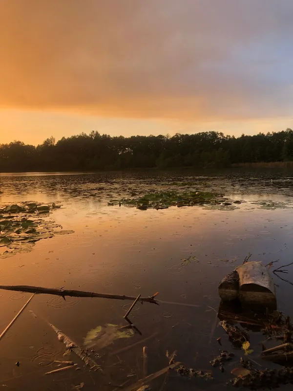 На Волині є унікальне крихітне озеро з золотистою водою (фото)