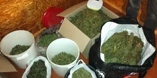 25 кілограмів канабісу та понад 300 конопель: поблизу Луцька викрили наркоторгівців