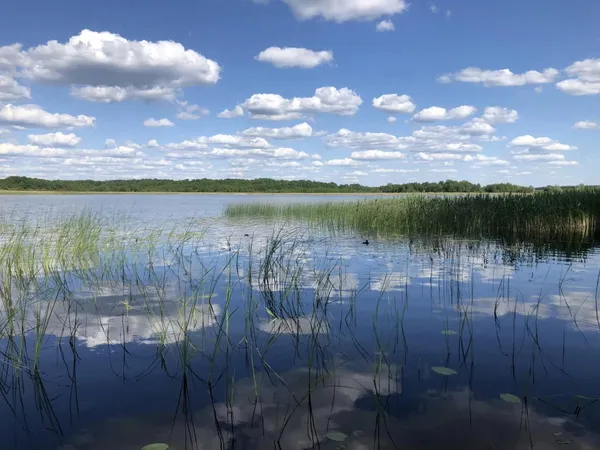 Саме серед очерету, латаття та іншої водної рослинності ховається молодь щуки, окуня, лина, карася та інших видів