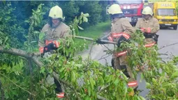 У Луцькому районі через дерево на дорозі зупинився рух транспорту (фото)