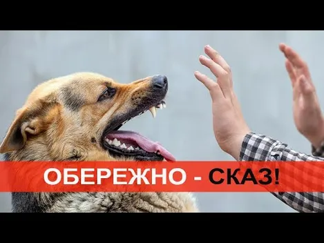 На Волині торік понад 1800 людей покусали тварини (відео)