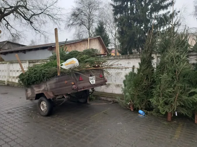 У Луцьку почали продавати ялинки: скільки коштує святкове дерево (фото)