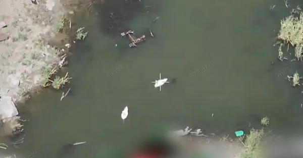 Вперше за 150 років: до Каховського водосховища повернулись рожеві пелікани