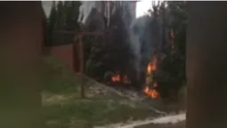 У Луцьку біля стоматклініки горіли туї (відео)