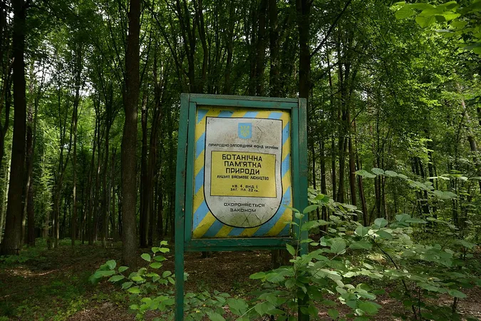 Велетенські дикі черешні поміж 200-літніх сосен і дубів: біля Луцька росте унікальний старовіковий ліс (фото)