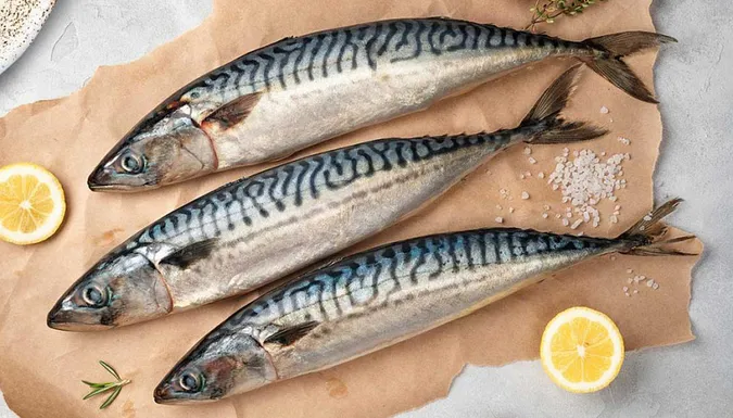 Скумбрія