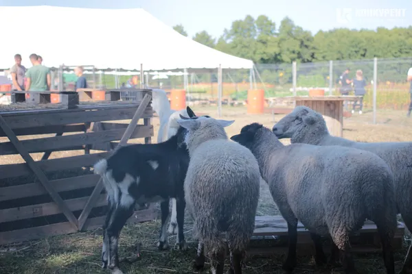 Осіння «Волинська Голландія»: що і за скільки можна купити (фото)