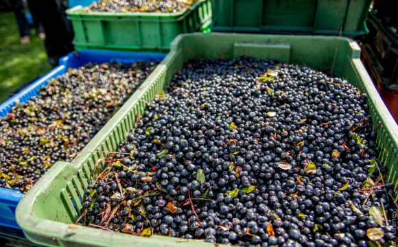 Лісові ресурси Волині принесли бюджетам майже 50 мільйонів гривень