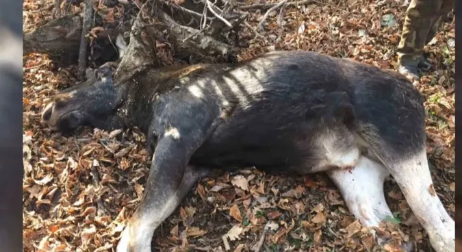 На Волині вбили червонокнижного лося і залишили труп у лісі
